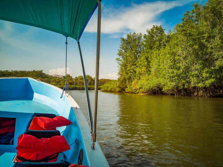 Boat Ride through Mangrove Forest