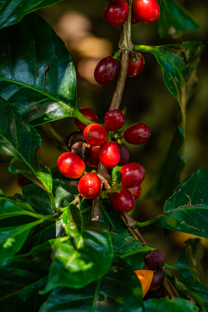 Read more about the article Coffee Tours in Costa Rica