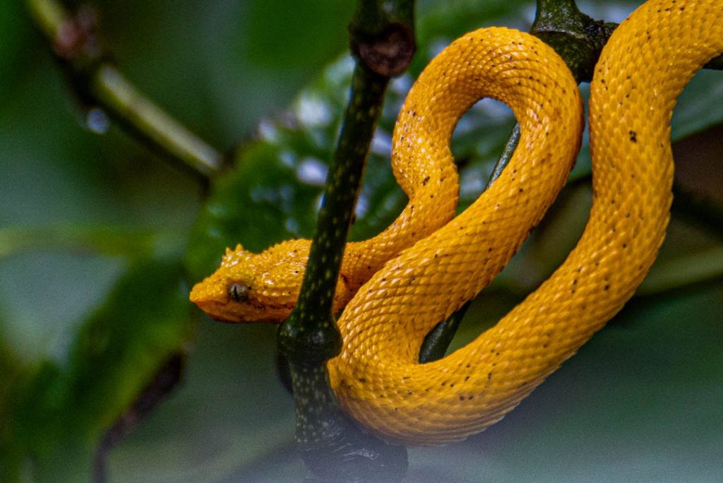 Eyelash Pit-viper - Reptiles of Costa Rica