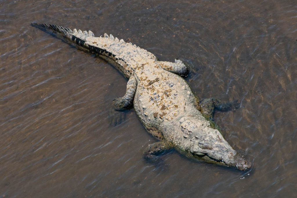 American Crocodile - Reptiles of Costa Rica