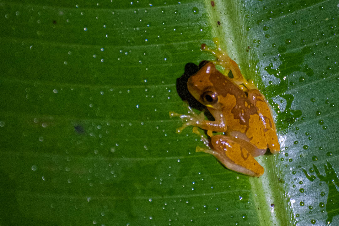 Read more about the article Frogs of Costa Rica
