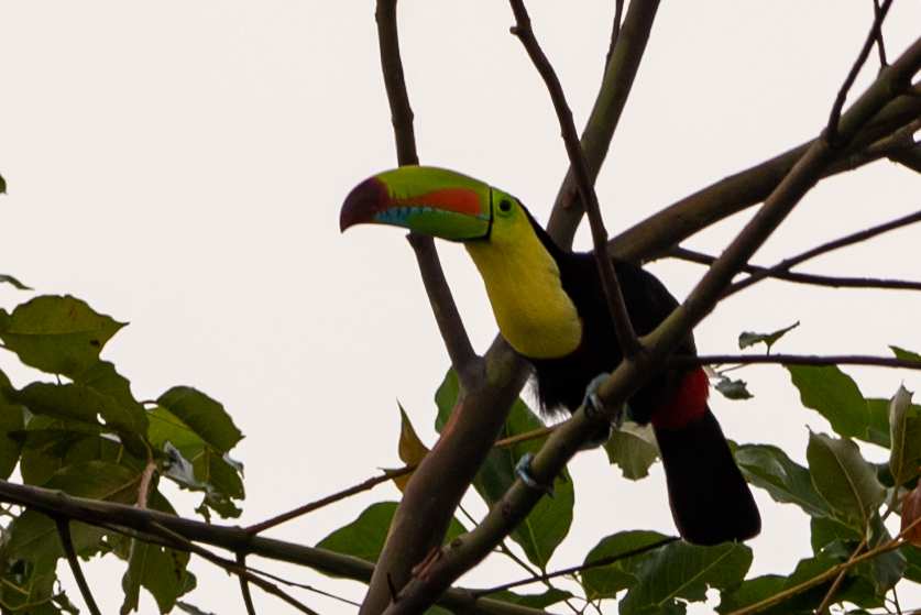 Keel-billed Toucan