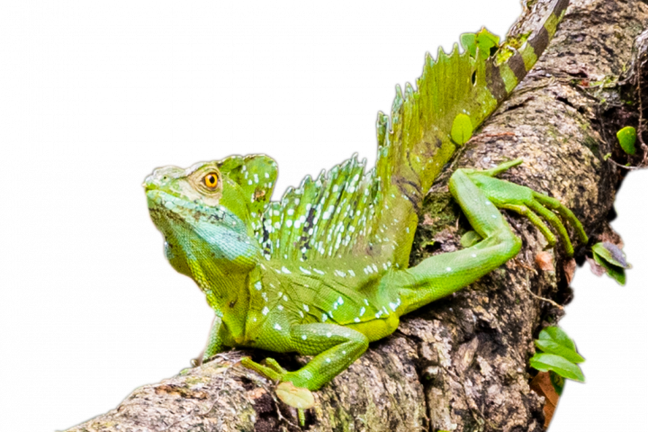 Emerald Basilisk - Costa Rica