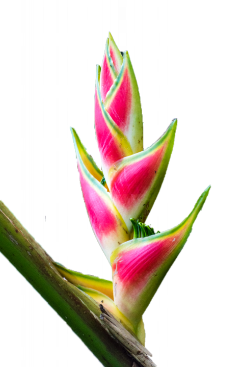 Pink Heliconia-Costa Rica