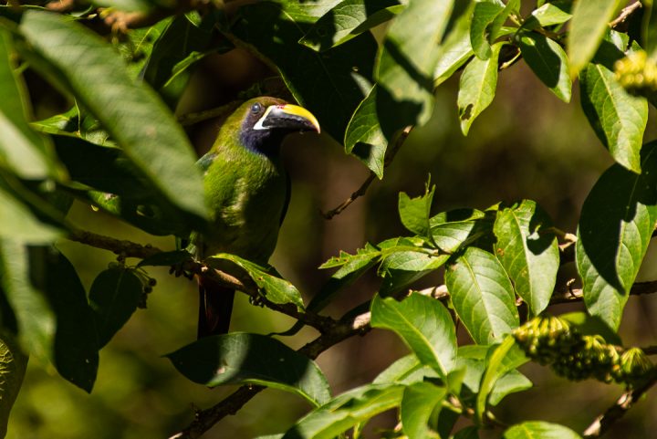 Northern Emerald-toucanet