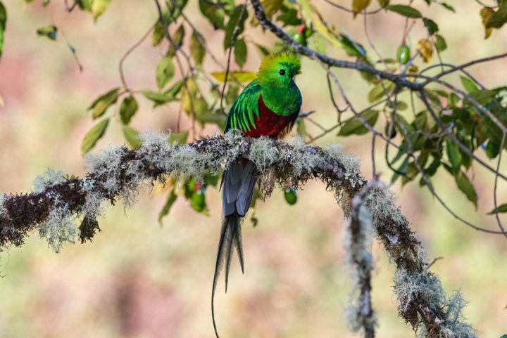 Resplendent Quetzal