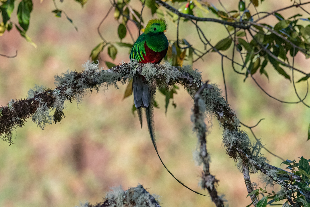 Read more about the article Finding the Resplendent Quetzal