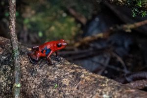 Red Poison dart Frog - Frogs in Costa Rica