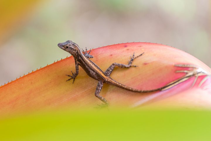 Reptiles of Costa Rica - Anole
