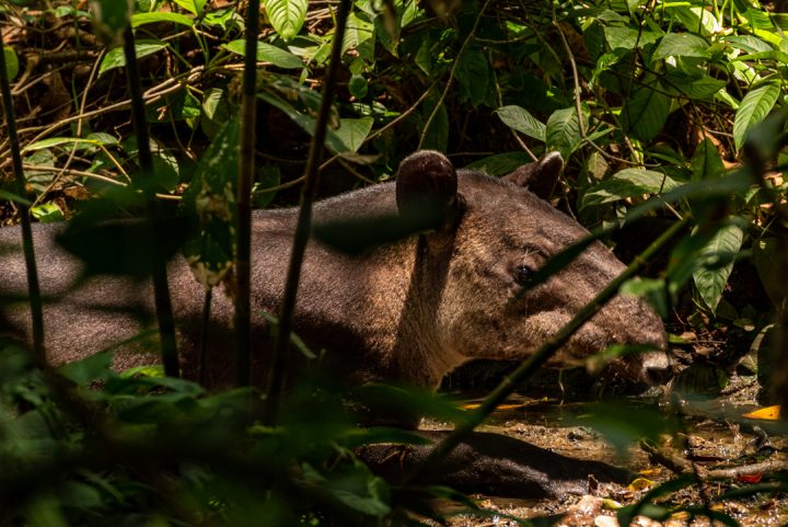 Baird's Tapir