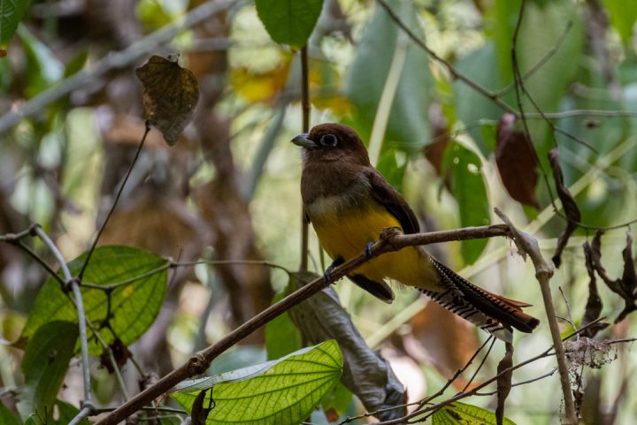 Black-throated Trogon