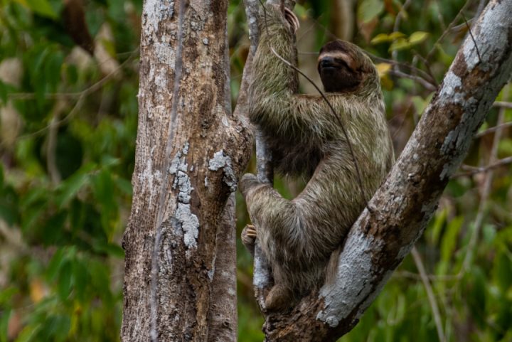 Three-toed Sloth