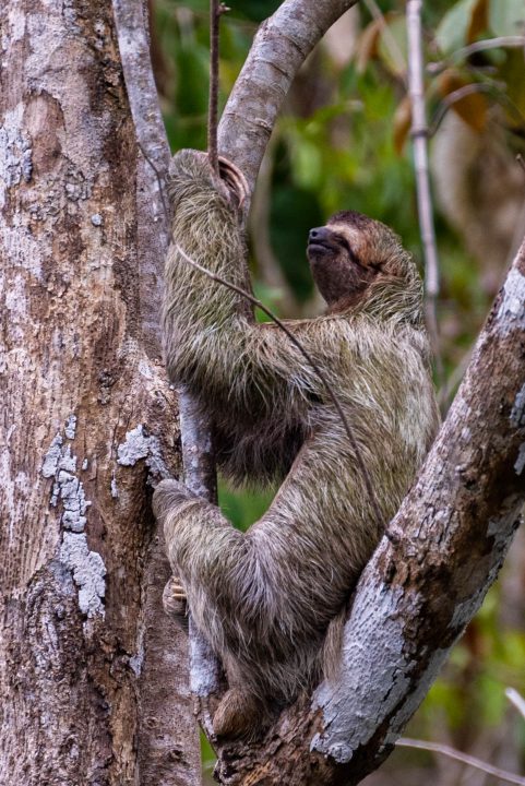 Sloth chilling in a tree