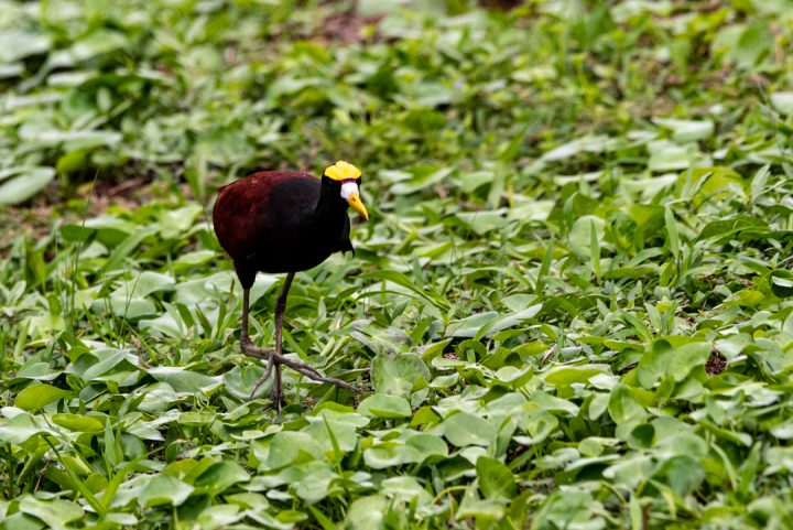 Northern Jacana