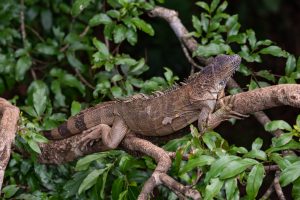 Green Iguana - Reptiles of Costa Rica