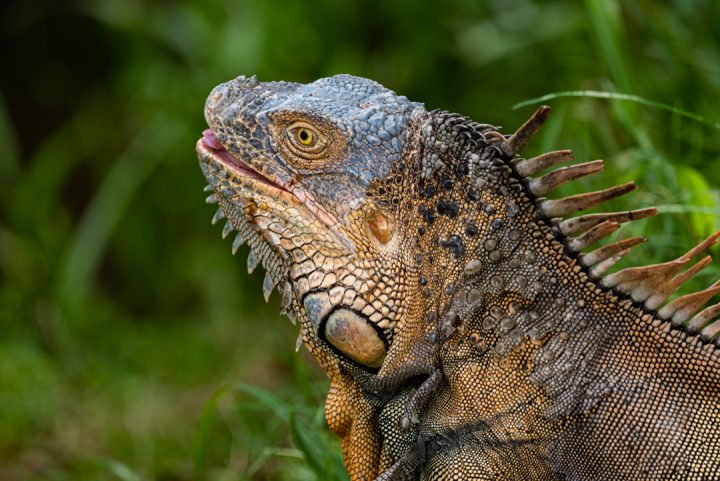 Green iguana - Reptiles of Costa Rica