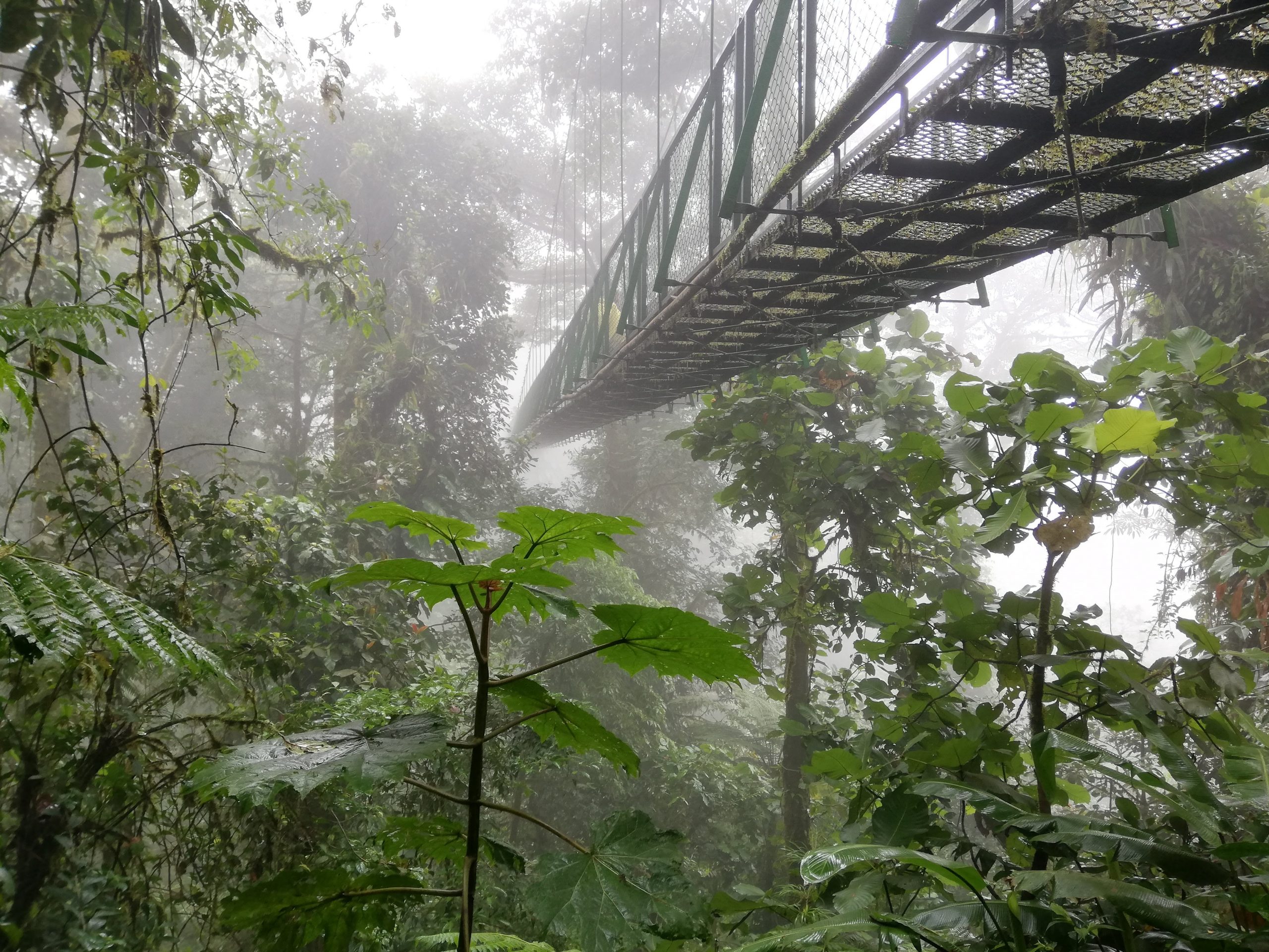 Read more about the article 7 Reasons to Visit Monteverde
