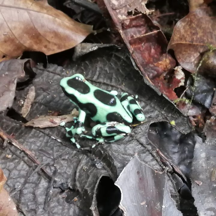Green and black Poison-dart Frog