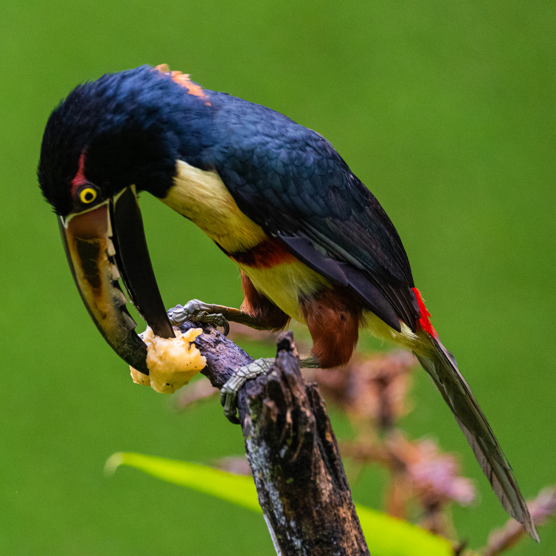 Read more about the article Birdwatching in Costa Rica