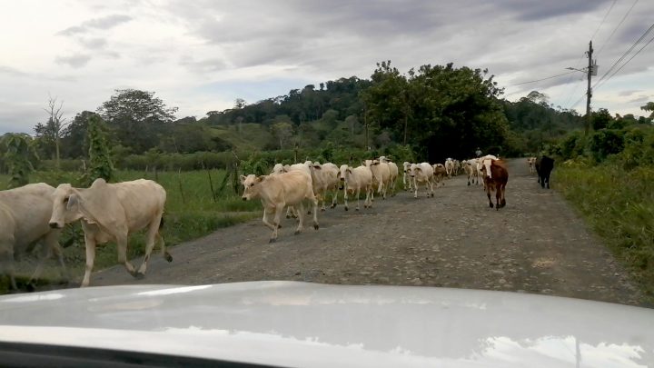 Road to Boca Tapada