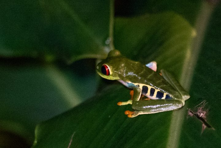 Red-eyed leaf frog - Frogs of Costa Rica