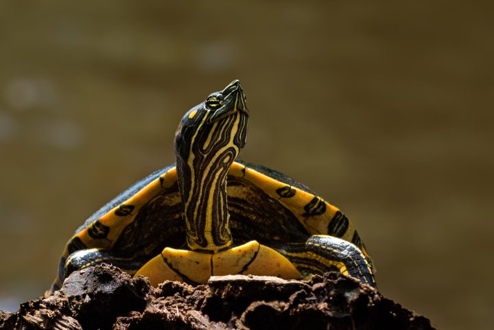 Black River Turtle - Tortuguero - Caracara Travel