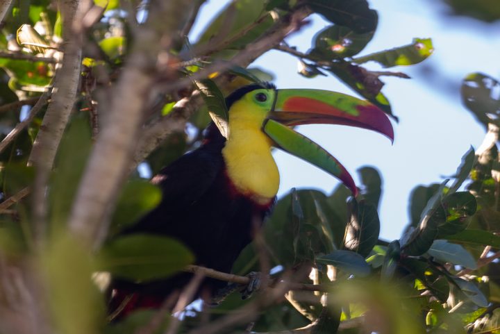 Keel-billed Toucan - Caracara Travel